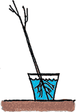 Illustration of a bare root tree being planted according to the first step.